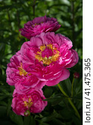 Peony HI-MABEL. Semi-double jareo pink peony flower with yellow stamens. Interspecific hybrid. Стоковое фото, фотограф Ольга Сейфутдинова / Фотобанк Лори