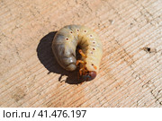 The larvae of the May beetle. Стоковое фото, фотограф Леонид Еремейчук / Фотобанк Лори