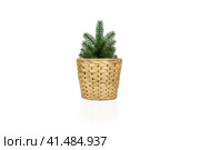 Green Christmas tree in a natural straw eco pot on a white background. Undecorated spruce pattern for home decoration. Стоковое фото, фотограф Tatiana Syrtseva / Фотобанк Лори