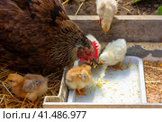 Black hen mother hen feeds boiled egg chicks. Стоковое фото, фотограф Андрей С / Фотобанк Лори
