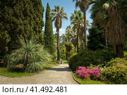 View of the alley with palm trees in the Upper Park of the Sochi Arboretum, Sochi, Krasnodar Territory, Russia. Стоковое фото, фотограф Ula Ulachka / Фотобанк Лори