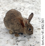 Кролик домашний (Oryctolagus cuniculus domesticus) Стоковое фото, фотограф EgleKa / Фотобанк Лори