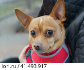 Portrait of a little Toy Terrier. Photography in the winter on the street. The dog sits on hands of the host and squints his eyes. Concepts of care about animals and friendship between man and pet. Стоковое фото, фотограф YuryKara / Фотобанк Лори