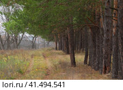 Дорога под соснами. Стоковое фото, фотограф Василий Быстрицкий / Фотобанк Лори
