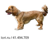 Коккер спаниель на белом фоне.Pet dog red cocker spaniel, closeup,horizontal, isolated on white background. Стоковое фото, фотограф Любовь Демус / Фотобанк Лори