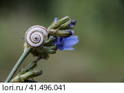 Insects: butterfly, spider, snail. close-up on flowers. Стоковое фото, фотограф Полинка Тирамису / Фотобанк Лори