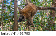 Charming common brown lemur Eulemur albifrons is sitting upside down on a tree, licking the trunk. Fluffy fur, long tail. Madagascar. Vakona Forest Reserve. Стоковое фото, фотограф Вера Ивановна Кубарева / Фотобанк Лори