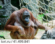 Суматранский Орангутан. Sumatran orangutan (лат Pongo abelii) Стоковое фото, фотограф Галина Савина / Фотобанк Лори
