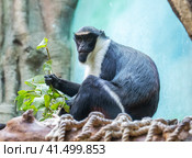 Мартышка Диана. Diana monkey. Стоковое фото, фотограф Галина Савина / Фотобанк Лори