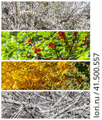 Seasonal collage of photos from four seasons. Cherry bush in flowers in spring, with red berries in summer, yellowed foliage in autumn and white snowy in winter. Calendar, vertical collage, change seasons. Стоковое фото, фотограф Виктория Катьянова / Фотобанк Лори