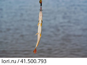 Маленькая щучка на рыболовном крючке на фоне реки. Речная рыбалка.Fish pike on fishing hook spinning on river water background, summer fishing. Стоковое фото, фотограф Любовь Демус / Фотобанк Лори