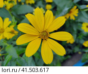 Цветок Гелиопсиса подсолнечниковидного крупным планом, Heliopsis helianthoides семейства Астровые. Красивые желтые ромашки на клумбе. Пышный куст с яркими цветами. Цветение однолетних и многолетних растений. Flower of Heliopsis sunflower close-up, Heliopsis helianthoides of Asteraceae family. Beautiful yellow daisies in flower bed. Lush bush with bright flowers. Bloom of annual and perennial plants. Стоковое фото, фотограф Ирина / Фотобанк Лори