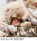 Cute Japanese macaque sleeping in a hot spring. Snow monkey (Macaca fuscata) from Jigokudani Monkey Park in Japan, Nagano Prefecture. (2010 год). Стоковое фото, фотограф VittoriaChe / Фотобанк Лори