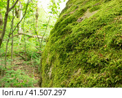 Moss-covered cobblestone in the green forest. Sochi, Lazarevskoe, Berendeevo kingdom. Стоковое фото, фотограф Tae Mi / Фотобанк Лори