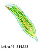 Unicellular protozoa. Color illustration of a single-celled bacterium. For printing textbooks, encyclopedias, brochures and posters on biology and medicine. For printing on objects and website design. Стоковая иллюстрация, иллюстратор Larisa Hamukova / Фотобанк Лори