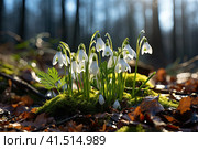 Early spring concept. Flowers snowdrops in garden, sunlight. First beautiful snowdrops in spring. Common snowdrop blooming. Galanthus nivalis bloom in spring forest. Snowdrops close up. Стоковое AI-изображение, AI-художник Ирина Михайличенко / Фотобанк Лори
