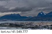 Many cormorants have settled on a rocky island in the Beagle Channel. Several birds are flying. The waves are beating against the cliffs. A picturesque mountain range against a cloudy sky. Argentina. Стоковое фото, фотограф Вера Ивановна Кубарева / Фотобанк Лори