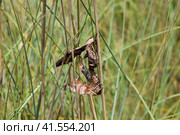 Mating of two butterflies of Sphingidae on stalk of grass. Smerinthus ocellata. Стоковое фото, фотограф Леонид Еремейчук / Фотобанк Лори