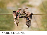 Mating of two butterflies of Sphingidae on stalk of grass. Smerinthus ocellata. Стоковое фото, фотограф Леонид Еремейчук / Фотобанк Лори