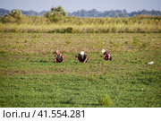 Workers on the plantation manually pull out the weeds. Workers in the field working (2016 год). Редакционное фото, фотограф Леонид Еремейчук / Фотобанк Лори