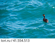 The heron floats in the sea water. Waterfowl. Стоковое фото, фотограф Леонид Еремейчук / Фотобанк Лори