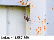 female spider of the crosspiece weaves the net. Spider on the fence. Стоковое фото, фотограф Леонид Еремейчук / Фотобанк Лори