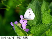 Butterfly cabbage pollinates a purple flower. Стоковое фото, фотограф Леонид Еремейчук / Фотобанк Лори