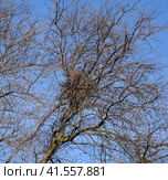 Bird's nest in the branches of cherry plum. Thick branches protect the nest. Стоковое фото, фотограф Леонид Еремейчук / Фотобанк Лори