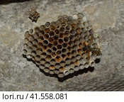 Wasp nest with wasps sitting on it. Стоковое фото, фотограф Леонид Еремейчук / Фотобанк Лори