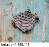 Nest of wasps in the old electrical switchboard. Wasp polist. Стоковое фото, фотограф Леонид Еремейчук / Фотобанк Лори