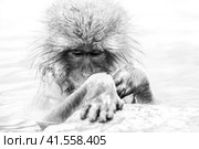 Black and white portrait of Snow monkey (Macaca fuscata) from Jigokudani Monkey Park in Japan, Nagano Prefecture (2010 год). Стоковое фото, фотограф VittoriaChe / Фотобанк Лори