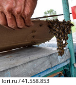 The beginning of the swarming of the bees. A small swarm of mesmerized bees on cardboard paper. Apiary. Стоковое фото, фотограф Леонид Еремейчук / Фотобанк Лори