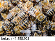 Macro photograph of bees. Dance of the honey bee. Bees in a bee hive on honeycombs. Стоковое фото, фотограф Леонид Еремейчук / Фотобанк Лори