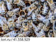 Macro photograph of bees. Dance of the honey bee. Bees in a bee hive on honeycombs. Стоковое фото, фотограф Леонид Еремейчук / Фотобанк Лори