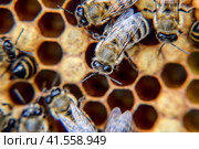 Macro photograph of bees. Dance of the honey bee. Bees in a bee hive on honeycombs. Стоковое фото, фотограф Леонид Еремейчук / Фотобанк Лори
