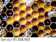 Macro photograph of bees. Dance of the honey bee. Bees in a bee hive on honeycombs. Стоковое фото, фотограф Леонид Еремейчук / Фотобанк Лори