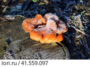 Orange mushrooms on a stub. Стоковое фото, фотограф Леонид Еремейчук / Фотобанк Лори