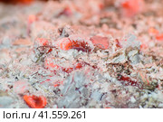 Hot coals in the stove. Стоковое фото, фотограф Леонид Еремейчук / Фотобанк Лори