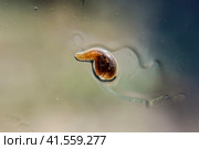 Leech on the glass. Bloodsucking animal. subclass of ringworms from the belt-type class. Hirudotherapy. Стоковое фото, фотограф Леонид Еремейчук / Фотобанк Лори