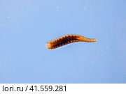 Leech on the glass. Bloodsucking animal. subclass of ringworms from the belt-type class. Hirudotherapy. Стоковое фото, фотограф Леонид Еремейчук / Фотобанк Лори