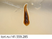 Leech on the glass. Bloodsucking animal. subclass of ringworms from the belt-type class. Hirudotherapy. Стоковое фото, фотограф Леонид Еремейчук / Фотобанк Лори