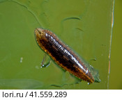 Leech on the glass. Bloodsucking animal. subclass of ringworms from the belt-type class. Hirudotherapy. Стоковое фото, фотограф Леонид Еремейчук / Фотобанк Лори