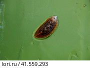 Leech on the glass. Bloodsucking animal. subclass of ringworms from the belt-type class. Hirudotherapy. Стоковое фото, фотограф Леонид Еремейчук / Фотобанк Лори