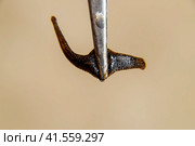 Leech on the tweezers. Bloodsucking animal. subclass of ringworms from the belt-type class. Hirudotherapy. Стоковое фото, фотограф Леонид Еремейчук / Фотобанк Лори