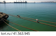 Seagull sitting on mooring ropes. Birds of the sea bay. Стоковое фото, фотограф Леонид Еремейчук / Фотобанк Лори