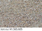 Background from cockleshells and sand. Стоковое фото, фотограф Леонид Еремейчук / Фотобанк Лори