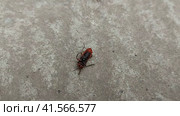 The fireman beetle lies on its back, moves its legs and cannot turn over. insect. Стоковое видео, видеограф Ирина Самойлова / Фотобанк Лори