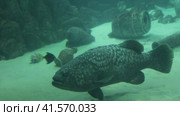 Grouper in the Sochi Aquarium. Стоковое видео, видеограф Потийко Сергей / Фотобанк Лори