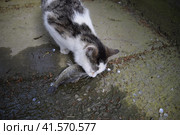 The cat eats live fish. Fish catch. Feeding the cat with fish. Стоковое фото, фотограф Леонид Еремейчук / Фотобанк Лори