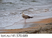 Common gulls on the beach. Seagulls looking for food. Стоковое фото, фотограф Леонид Еремейчук / Фотобанк Лори